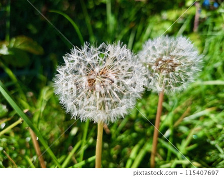 Fluffy dandelions Fluffy dandelions 115407697