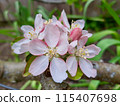 蘋果花 115407698