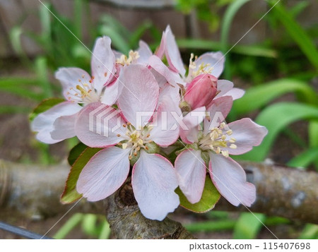Apple flower Apple flower 115407698