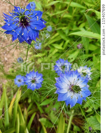 黑種草與藍色的花朵 黑種草與藍色的花朵 115407699