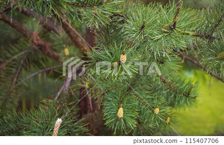 Closeup on pine branch with male and female cone 115407706