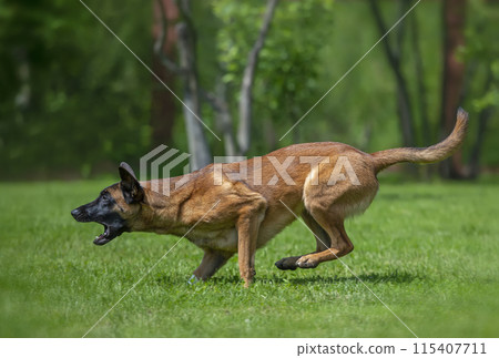 Young female Belgian Shepherd Malinois jumping for prey Young female Belgian Shepherd Malinois jumping for prey 115407711