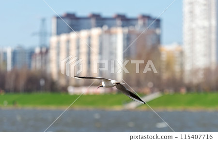 Seagull fliyng in the Maryino district of Moscow, Russia 115407716