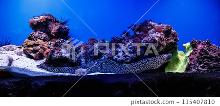coral, fish, marine 115407810