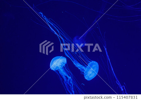 macro of a beautiful jellyfish chrysaora quinquecirrha macro of a beautiful jellyfish chrysaora quinquecirrha 115407831