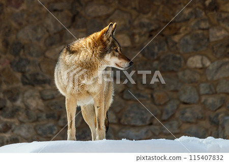 beautiful wolf on a snowy road 115407832
