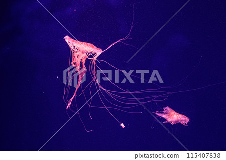macro of a beautiful jellyfish chrysaora quinquecirrha 115407838