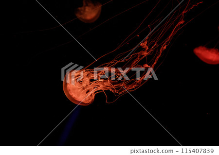 macro of a beautiful jellyfish chrysaora quinquecirrha macro of a beautiful jellyfish chrysaora quinquecirrha 115407839