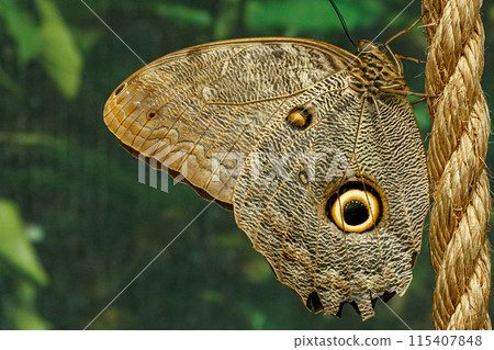 macro beautiful butterfly Caligo memnon macro beautiful butterfly Caligo memnon 115407848