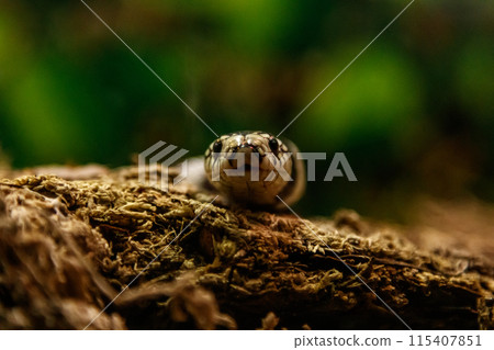 snake lampropeltis getula californiae snake lampropeltis getula californiae 115407851