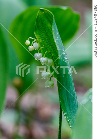 Beautiful spring blooming lilies of the valley with drops of flowers dew 115407860