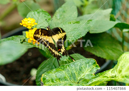 macro beautiful butterfly Papilio thoas macro beautiful butterfly Papilio thoas 115407866