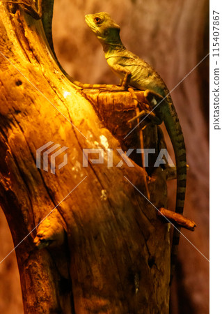 Lizard Basiliscus Plumifrons, green crested basilisk Lizard Basiliscus Plumifrons, green crested basilisk 115407867