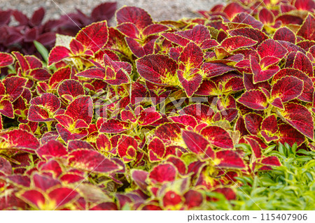 autumn beautiful bushes plants coleus purple autumn beautiful bushes plants coleus purple 115407906