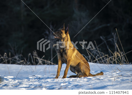 Belgian shepherd Malinois dog in the winter forest Belgian shepherd Malinois dog in the winter forest 115407941