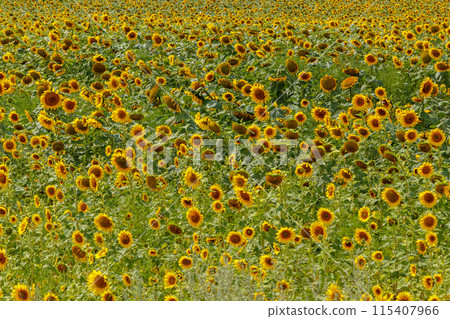 Beautiful field of yellow sunflowers on a background of blue sky with clouds Beautiful field of yellow sunflowers on a background of blue sky with clouds 115407966