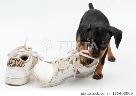 Puppy carry shoe with bite laces 115408009
