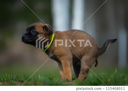 Young puppy of belgian shepherd malinois does poo on a green meadow 115408011