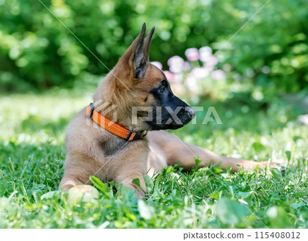 Puppy on the grass 115408012