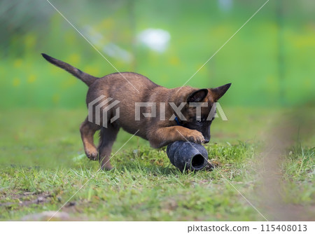 Young belgian shepherd puppy playing with a toy in the park Young belgian shepherd puppy playing with a toy in the park 115408013