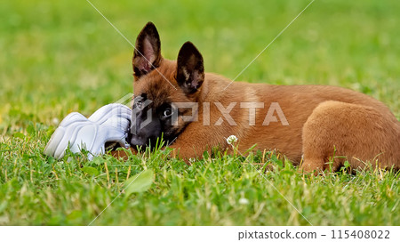 Puppy playing with a shoe Puppy playing with a shoe 115408022
