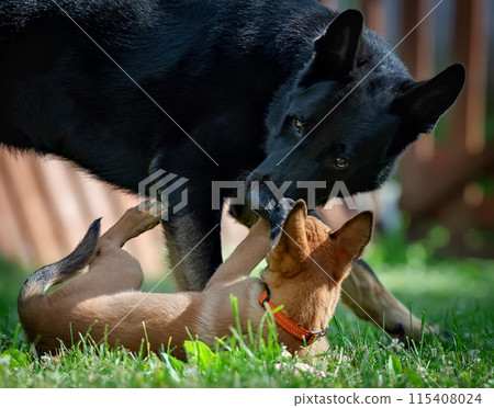 Two dogs playing in grass Two dogs playing in grass 115408024