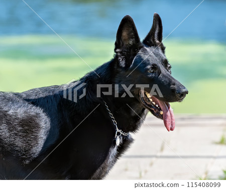 Adult german shepherd male dog 115408099