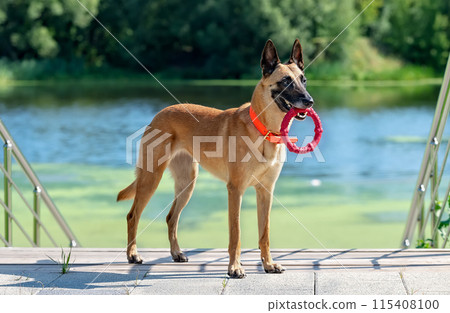 Malinois on the stairs by the river Malinois on the stairs by the river 115408100
