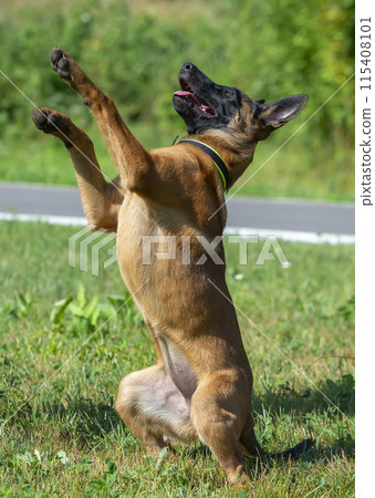Malinois puppy shows a trick Malinois puppy shows a trick 115408101