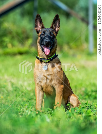 Portrait of a puppy of malinois Portrait of a puppy of malinois 115408103