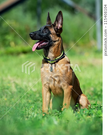 Portrait of a puppy of malinois Portrait of a puppy of malinois 115408104