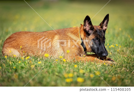 Suspicious look of a puppy Malinois 115408105