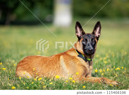 Belgian Shepherd puppy resting on the grass in the park Belgian Shepherd puppy resting on the grass in the park 115408106
