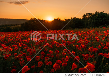 Field poppies sunset light banner. Red poppies flowers bloom in meadow. Concept nature, environment, ecosystem. Field poppies sunset light banner. Red poppies flowers bloom in meadow. Concept nature, environment, ecosystem. 115408289