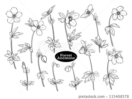 Forest Anemone flowers, decorative flowers 115408578