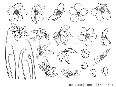 Forest Anemone flowers, decorative flowers Forest Anemone flowers, decorative flowers 115408584