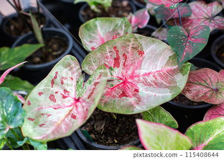Beautiful leaf, Fantasy variegated leaf in green, red, pink and white color. 115408644