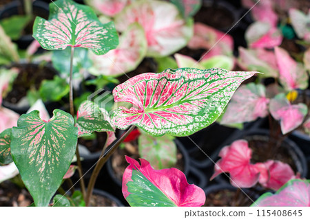 Beautiful leaf, Fantasy variegated leaf in green, red, pink and white color. Beautiful leaf, Fantasy variegated leaf in green, red, pink and white color. 115408645