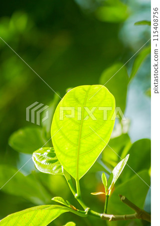 Natural green leaves plants using as spring background, Nature of green leaf in garden at summer. Natural green leaves plants using as spring background, Nature of green leaf in garden at summer. 115408756