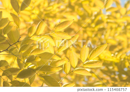 Yellow leaves on nature background and blurred trees. Fall background. Yellow leaves on nature background and blurred trees. Fall background. 115408757