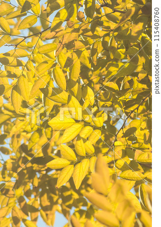 Yellow leaves on nature background and blurred trees. Fall background. 115408760