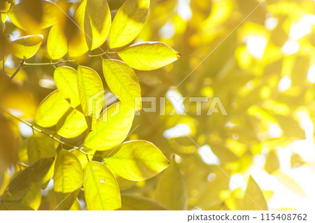 Yellow leaves on nature background and blurred trees. Fall background. Yellow leaves on nature background and blurred trees. Fall background. 115408762