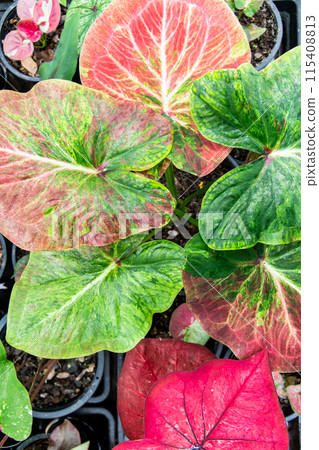 Beautiful leaf, Fantasy variegated leaf in green, red, pink and white color. 115408813