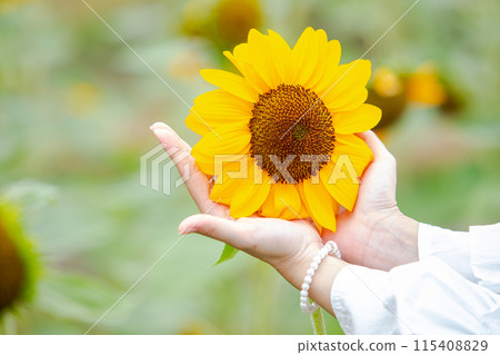 Yellow flower, sunflower with blur background. Female hands touching flower. beautiful picture. Sun shines bright. Yellow flower, sunflower with blur background. Female hands touching flower. beautiful picture. Sun shines bright. 115408829