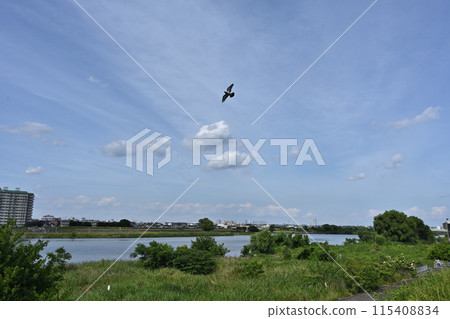 鳥兒在從東京灣、天空和雲彩吹來的風中嬉戲 115408834