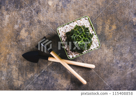 Close up of succulent in a pot and tools for home gardening on the table top view 115408858