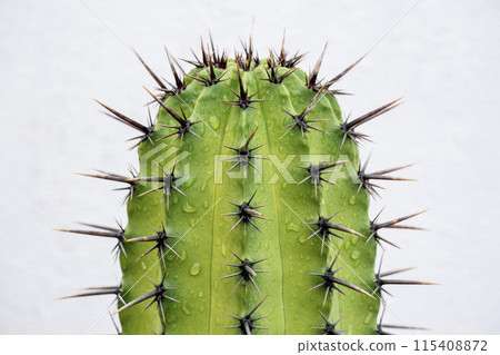 Green cactus with thorns and drops of dew close up on a white background 115408872