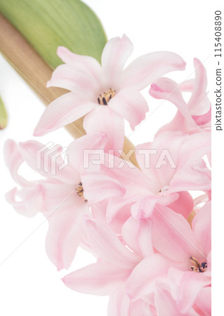 Pink hyacinth flowers on a white background close up Pink hyacinth flowers on a white background close up 115408890