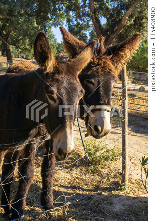 Brown Catalan donkey in a beige bridle with long hair on his ears Brown Catalan donkey in a beige bridle with long hair on his ears 115408900