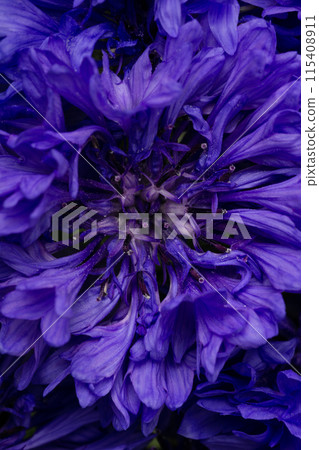 the core with the pistil and stamens of a bright blue-violet cornflower flower close up the core with the pistil and stamens of a bright blue-violet cornflower flower close up 115408911